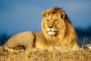 African Lion King165953969 300x200 - African Lion King - Predator, Lion, King, African
